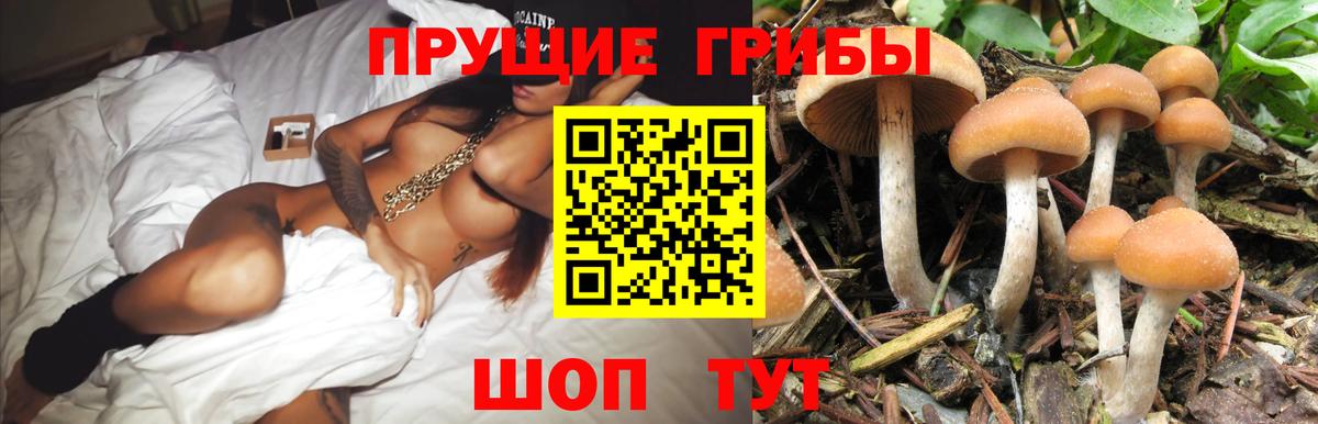 Галлюциногенные грибы Magic Shrooms  Псилоцибиновые грибы Cubensis  Касимов  Вход с VPN 